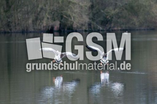 Graugans (3 von 6).jpg